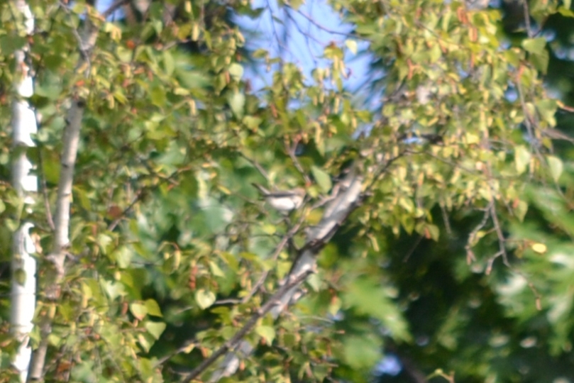 richiesta identificazione